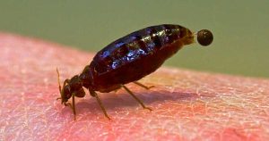 bed bug feeding on human