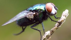 disease spreading house fly