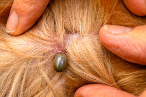 dog infested with ticks
