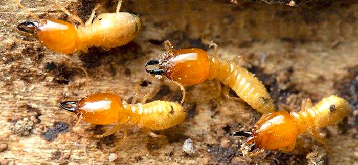 How To Prevent Termites